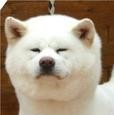 Hakuun
