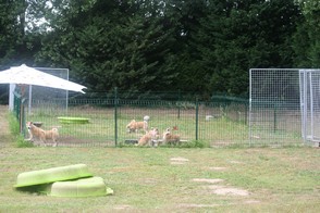 espace dtente puppy